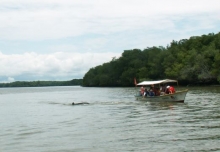 Imagen Observación delfines